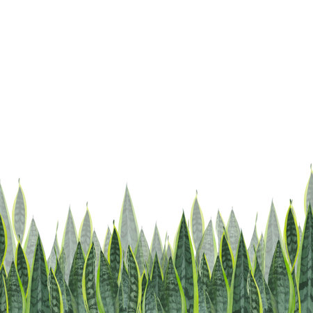 A set of watercolor elements leaves, stems and shoots of zamiokulkas and sansevieria made on a white background. Suitable for postcardsの写真素材