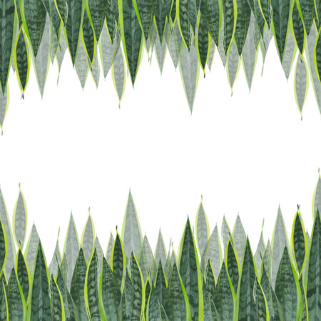 A set of watercolor elements leaves, stems and shoots of zamiokulkas and sansevieria made on a white background. Suitable for postcardsの写真素材