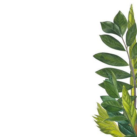 A set of watercolor elements leaves, stems and shoots of zamiokulkas and sansevieria made on a white background. suitable for postcardsの写真素材