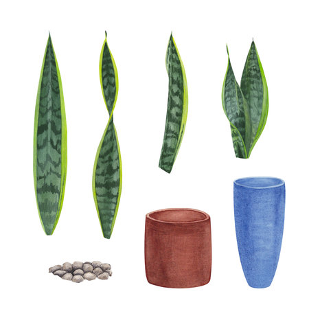A set of watercolor elements leaves, stems and shoots of zamiokulkas and sansevieria made on a white background. suitable for postcardsの写真素材