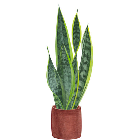 A set of watercolor elements leaves, stems and shoots of zamiokulkas and sansevieria made on a white background. suitable for postcardsの写真素材