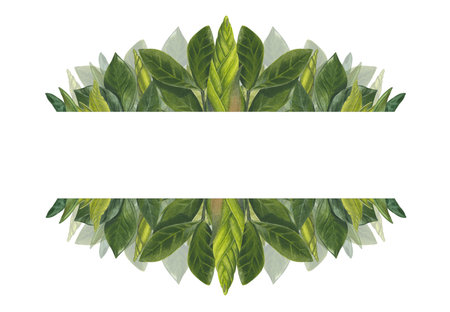 A set of watercolor elements leaves, stems and shoots of zamiokulkas and sansevieria made on a white background. suitable for postcardsの写真素材