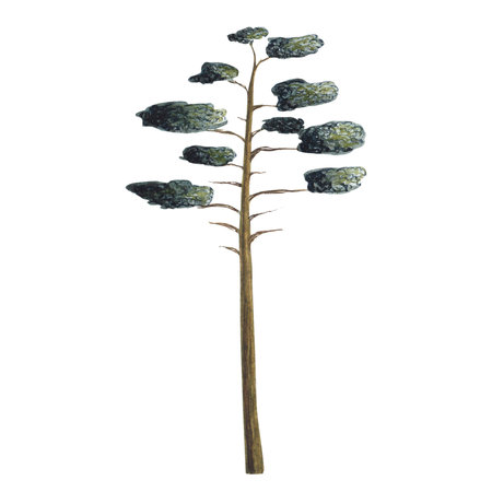 Green pine tree. Watercolor isolated illustration on a white background. Hand drawnの写真素材