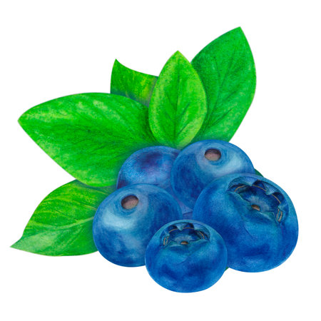 Composition of blueberries and leaves, watercolor isolated illustration on a white background, botanical painting. Green leaf, blueberry. Hand drawnの写真素材