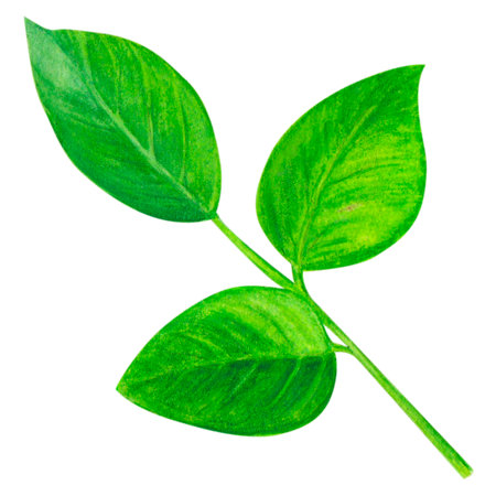 Blueberry leaves, watercolor isolated illustration on a white background, botanical painting. Green leaf. Hand drawnの写真素材