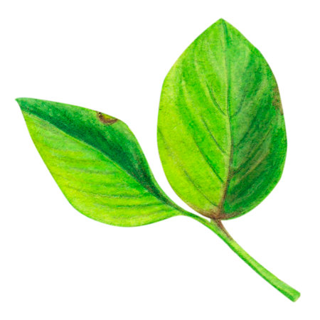 Blueberry leaves, watercolor isolated illustration on a white background, botanical painting. Green leaf. Hand drawnの写真素材