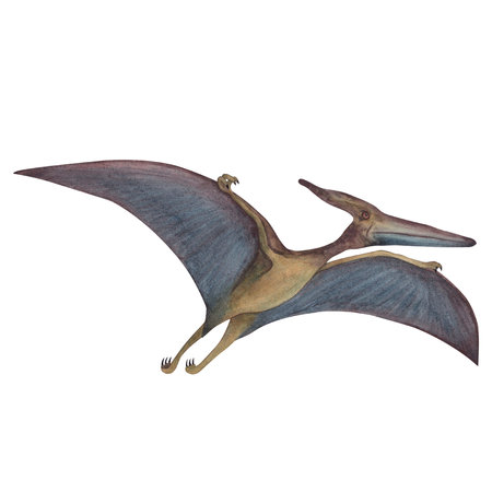 Pterodactyl. Dinosaur. Watercolor illustration isolated on a white background. Hand drawnの写真素材
