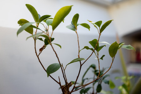 mini tree leaves closeupの写真素材