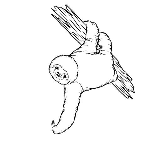 Sloth animal line art illustrationの写真素材