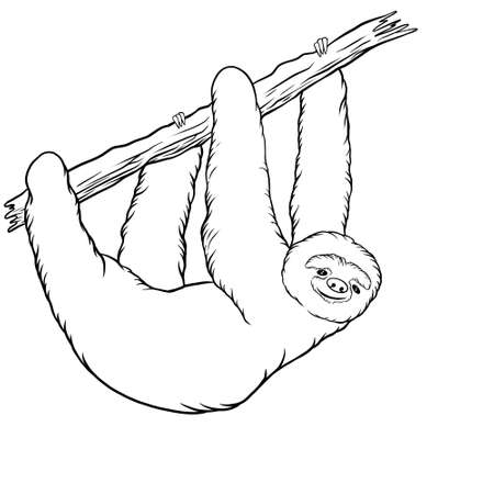 Sloth animal line art illustrationの写真素材