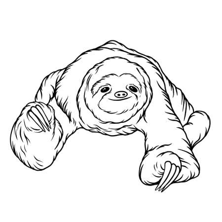 Sloth animal line art illustrationの写真素材
