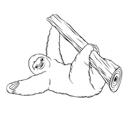 Sloth animal line art illustrationの写真素材