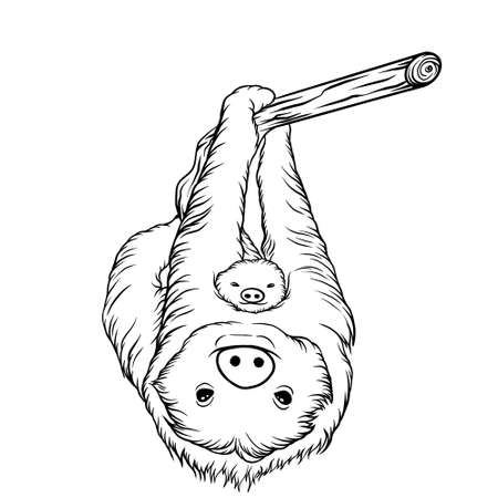 Sloth animal line art illustrationの写真素材
