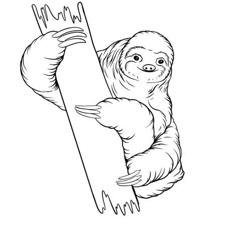 Sloth animal line art illustrationの写真素材