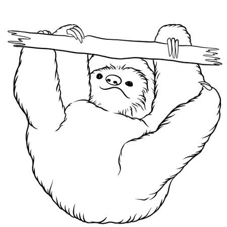 Sloth animal line art illustrationの写真素材