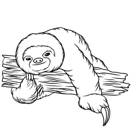 Sloth animal line art illustrationの写真素材