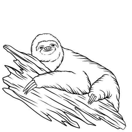 Sloth animal line art illustrationの写真素材