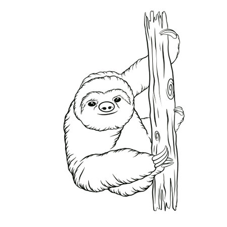 Sloth animal line art illustrationの写真素材