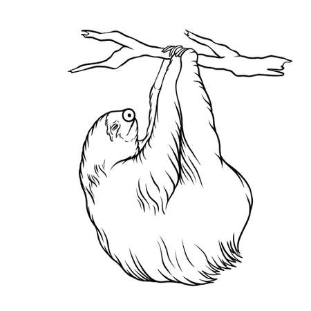 Sloth animal line art illustrationの写真素材