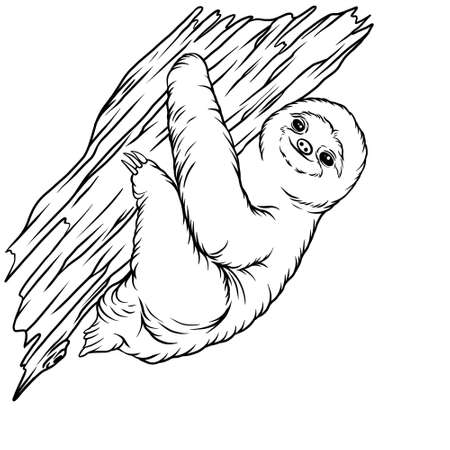 Sloth animal line art illustrationの写真素材