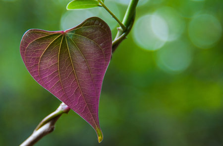 Shapes of nature の写真素材