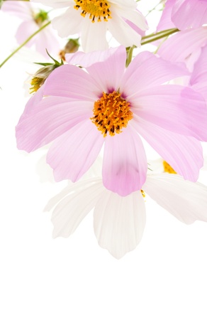 Pink and white flowers on a white backgroundの写真素材