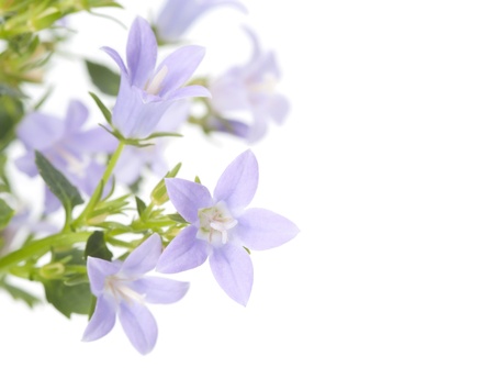 Beautiful flowers of bluebell isolated on white backgroundの写真素材