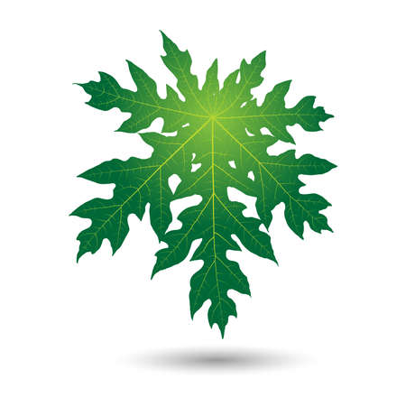papaya leafのイラスト素材