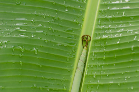 leaves banana with drop of water behind the rain.の写真素材