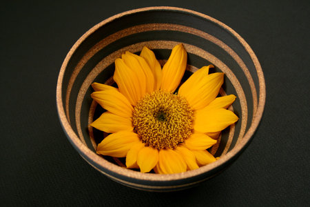 sunflower in a stripedy ceramic bowlの写真素材
