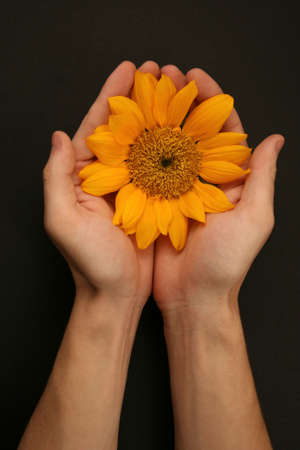 head of sunflower cupped in man's handsの写真素材