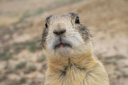 closeup of prairie dog's faceの写真素材