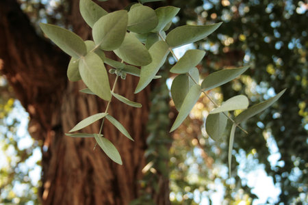 Eucalyptus treeの写真素材