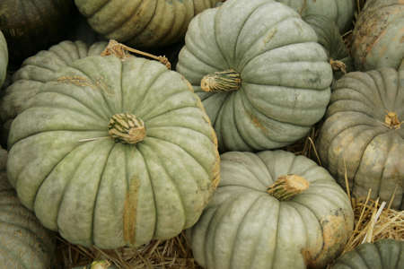 unusual blue pumpkinsの写真素材