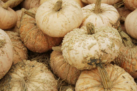 ugly pale pumpkins with wartsの写真素材