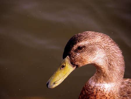 Duck 6の写真素材