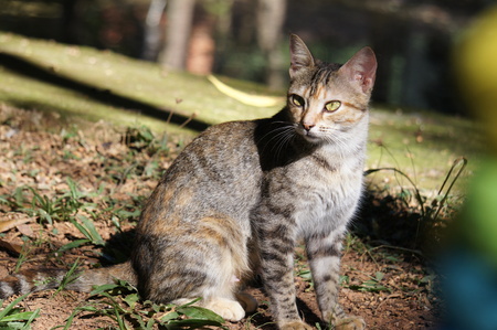 The cat looking toward thinkingの写真素材