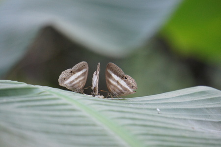 Three butterflies sharing the lunchの写真素材