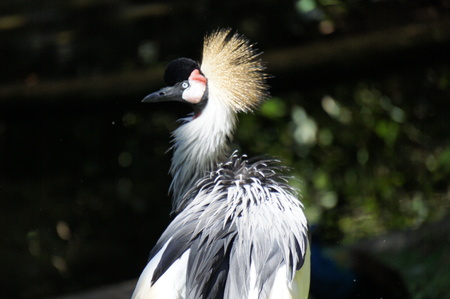 Bird from caribeann zone taking his first sun bathの写真素材
