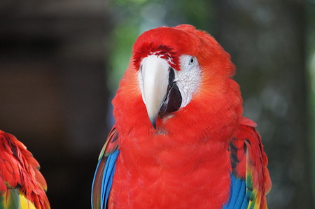 Thoughtful red macaw looking forwardの写真素材