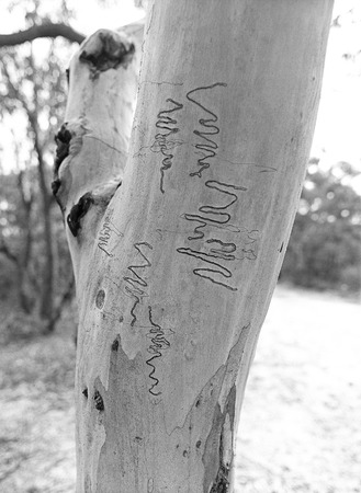 scribbly gum on eucalyptus treeの写真素材