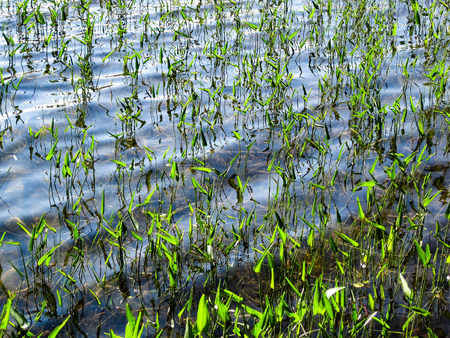 Aquatic grass in waterの写真素材