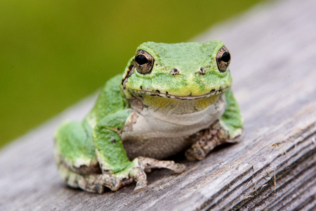 Tree frog on a wood fenceの写真素材