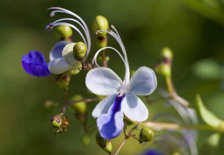 Blue flowersの写真素材