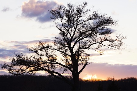 Tree silhouetteの写真素材