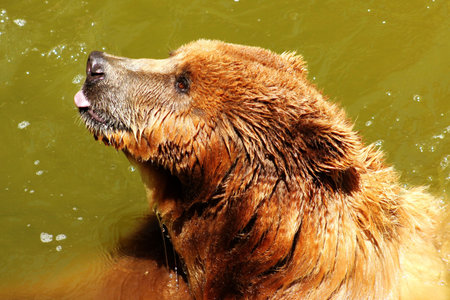 Bear sticking out tongueの写真素材