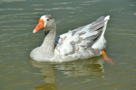Swimming Gooseの写真素材