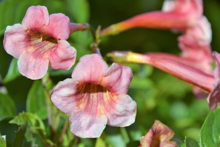 Pink Flowerの写真素材