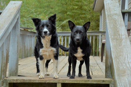 Two Dogsの写真素材