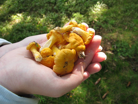 Golden chanterelles in hands